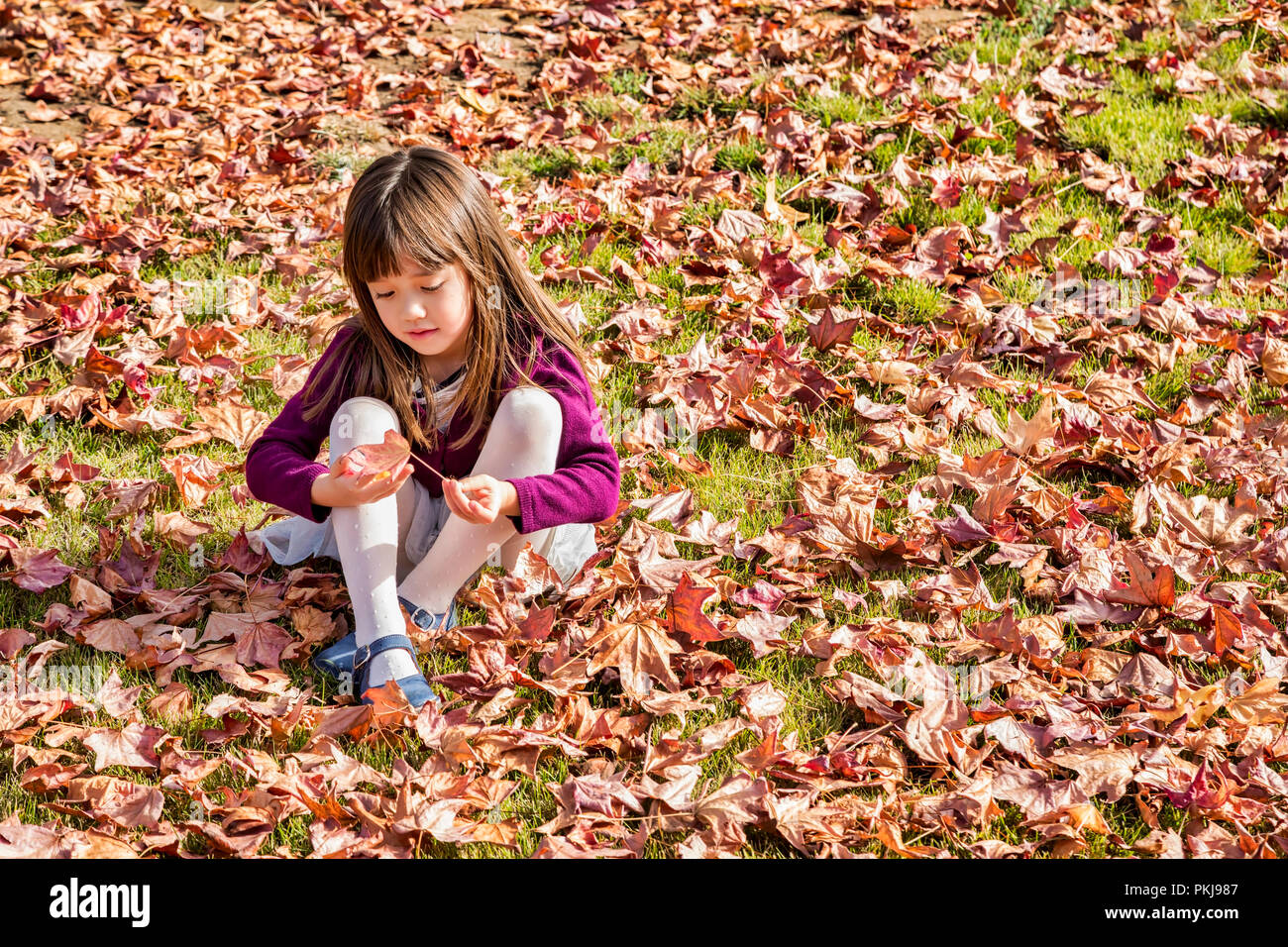 Fünf Jahre alten Mädchen spielen mit einem Herbst Blatt Stockfoto