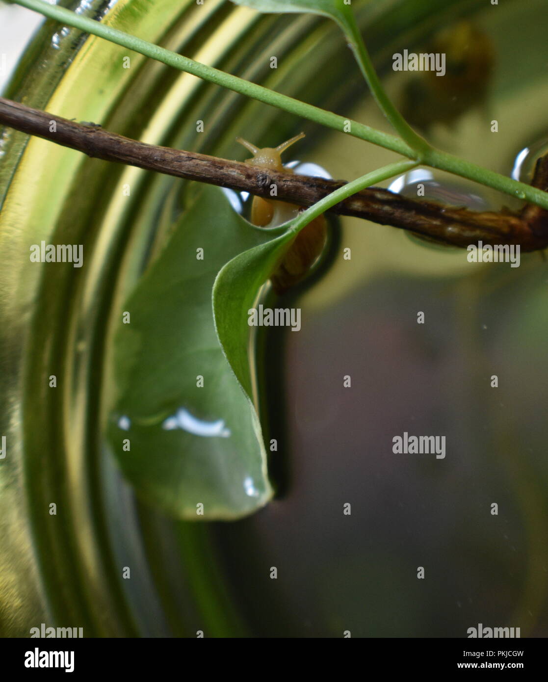 Schnecke pull-up Stockfoto