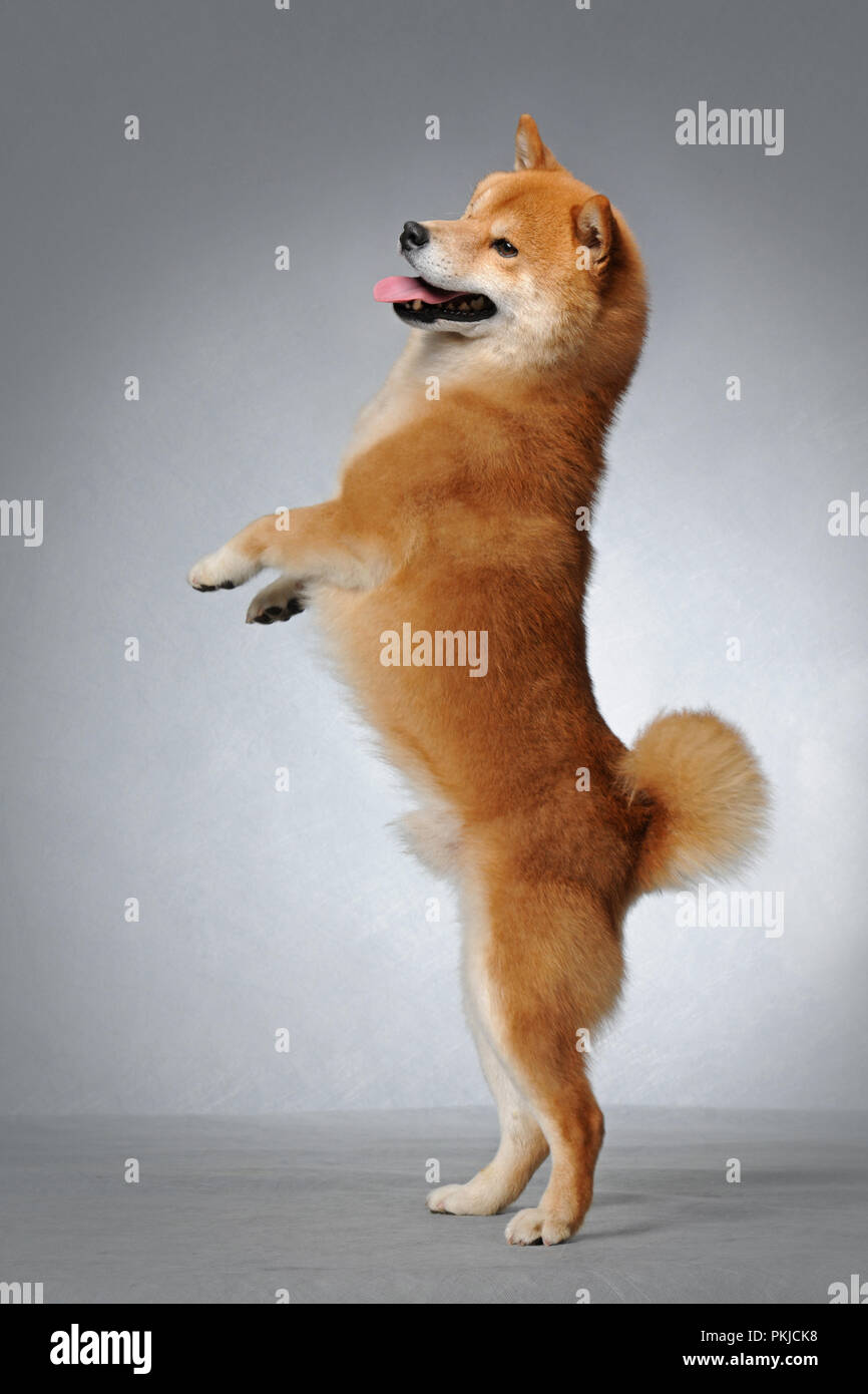 Cute Shiba Inu Stockfotografie Alamy