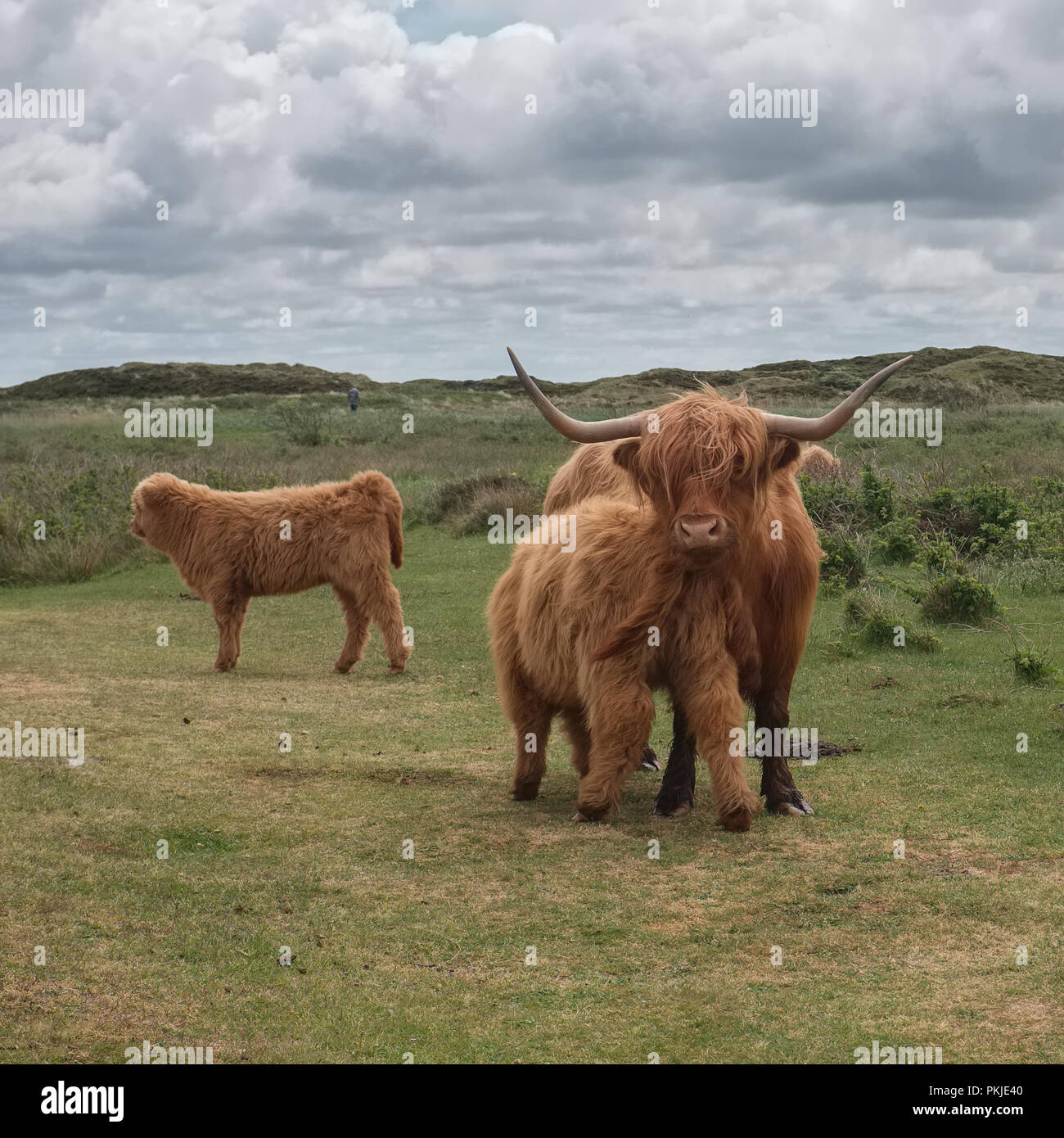 kalb kuh stockfotos und bilder kaufen alamy