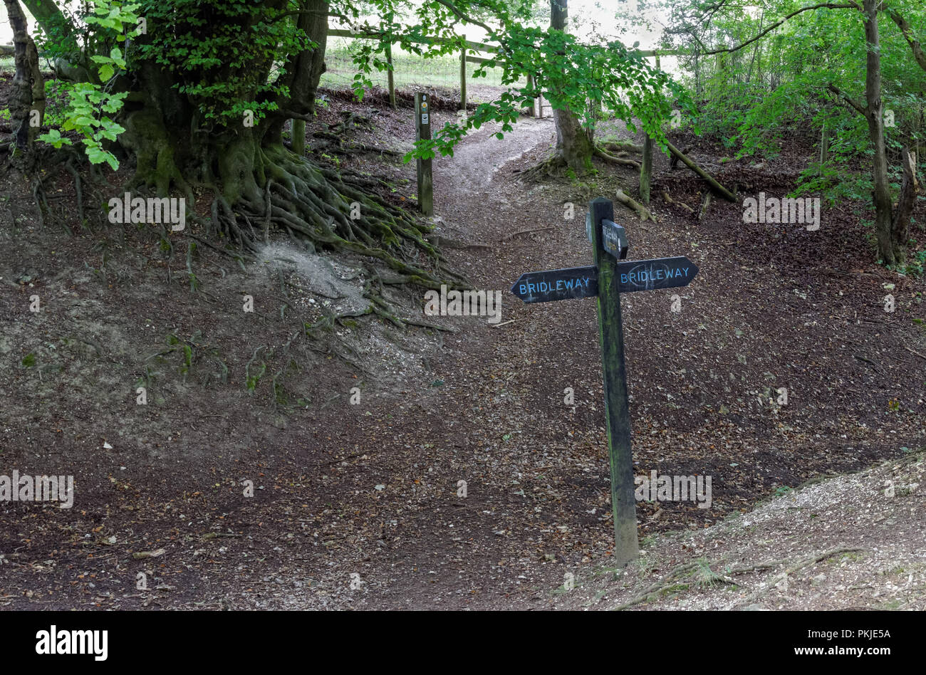 Reitweg und Ridgeway Zeichen auf Coombe Hill in der Chiltern Hills, Buckinghamshire, England Vereinigtes Königreich Großbritannien Stockfoto