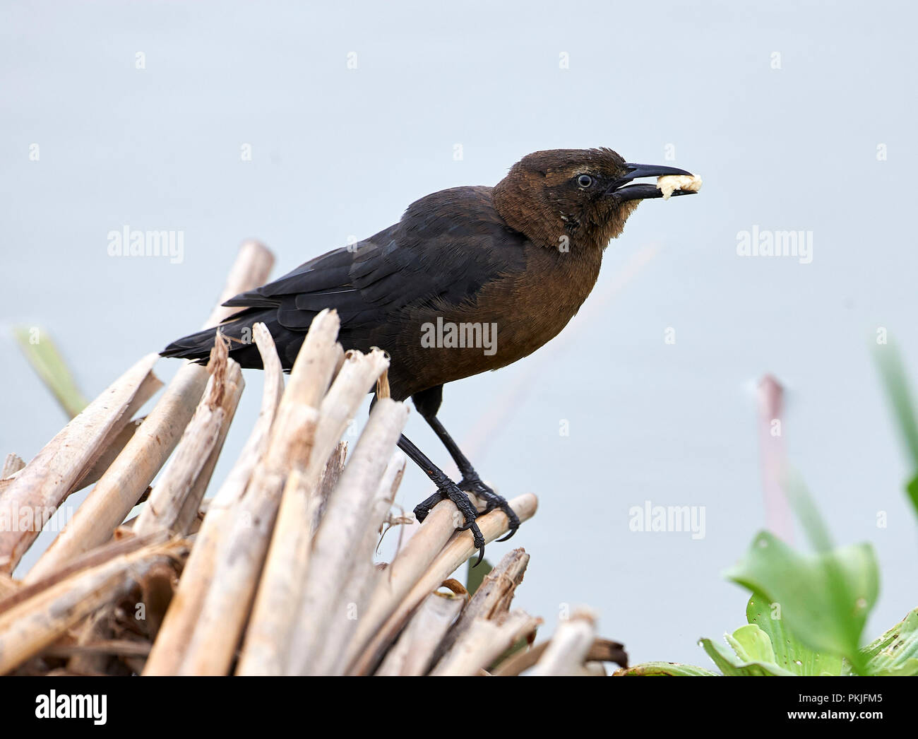 Frau Große-tailed Grackle (Quiscalus mexicanus) Nahrungssuche entlang des Lago de Chapala, Jocotopec, Jalisco, Mexiko Stockfoto