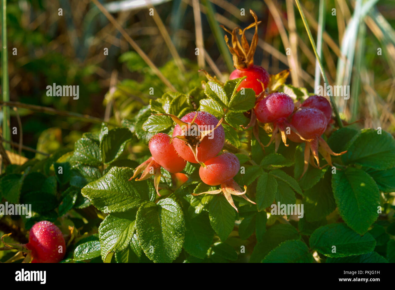 Morgentau auf der Rose, Hagebutten auf einem Zweig, wilde Rose von Wild Rose und reife Beere Stockfoto