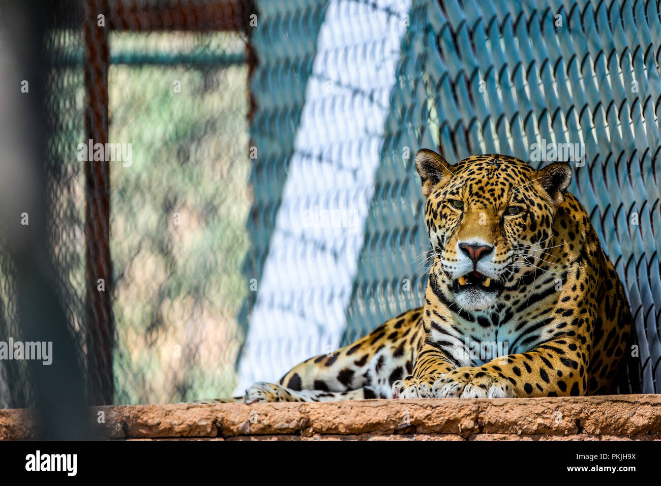 Jaguar in Gefangenschaft, Zoo. Feline, Säugetier, wilde Katze, Carnivore, Fleischfresser, Tier, Katze Stockfoto