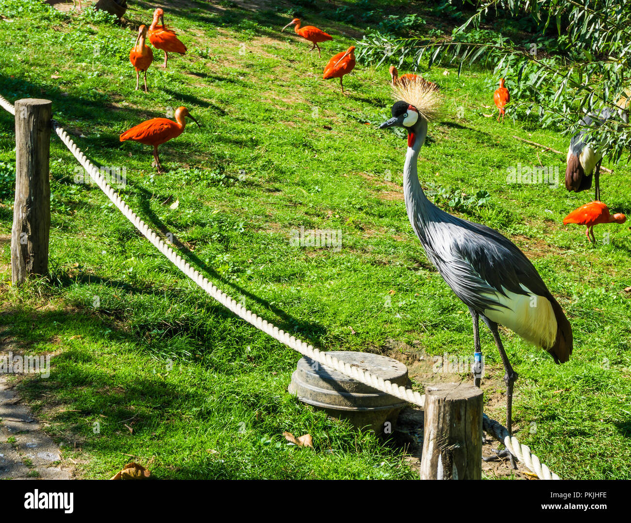 Schönen grauen Kran Vogel mit gelbem Büschel Haare und red Scarlet ibis Vögel im Hintergrund Stockfoto