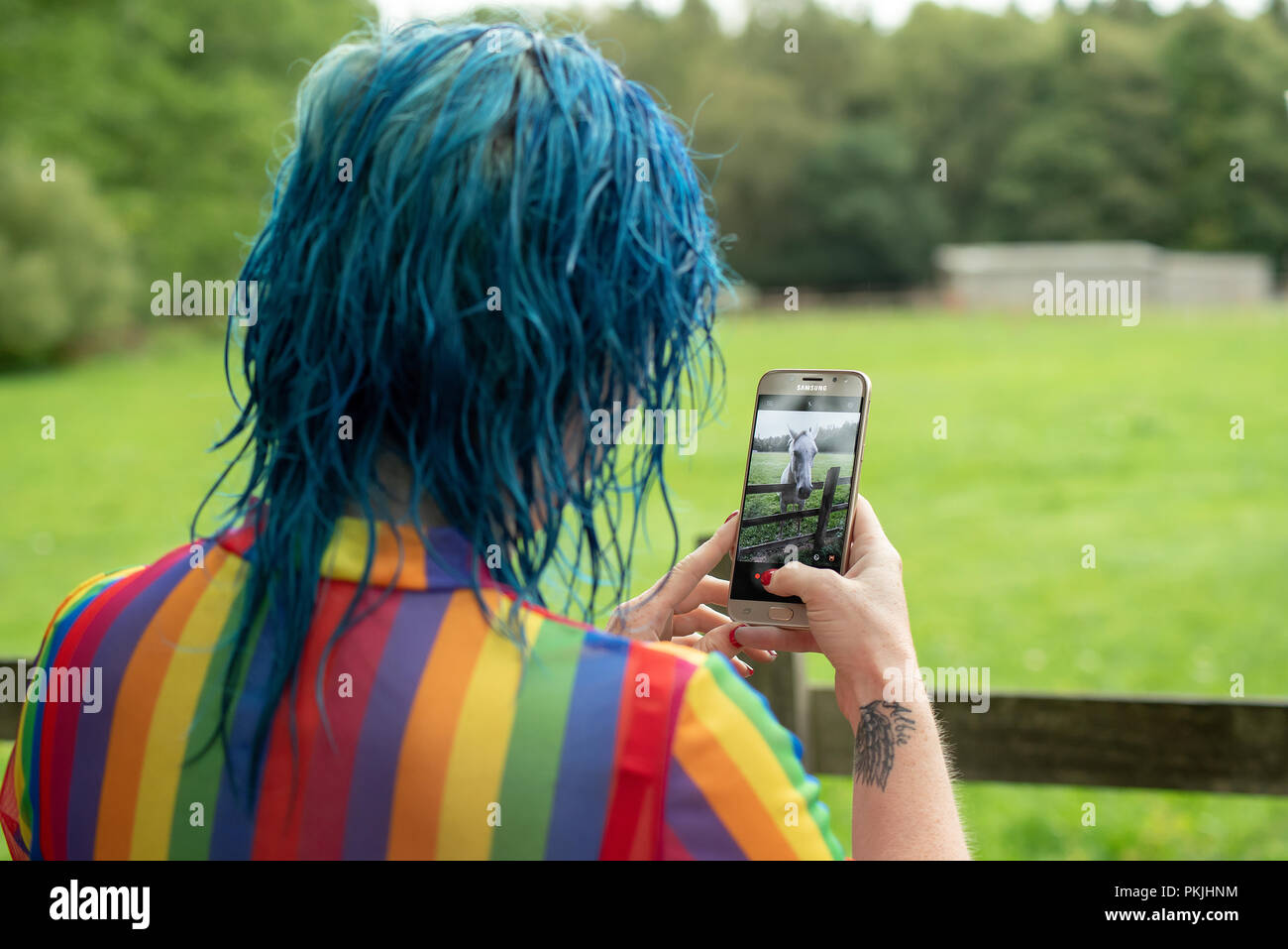 Eine Frau mit blauen Haaren ein Foto von einem Pferd auf Ihr Mobiltelefon/Handy Stockfoto
