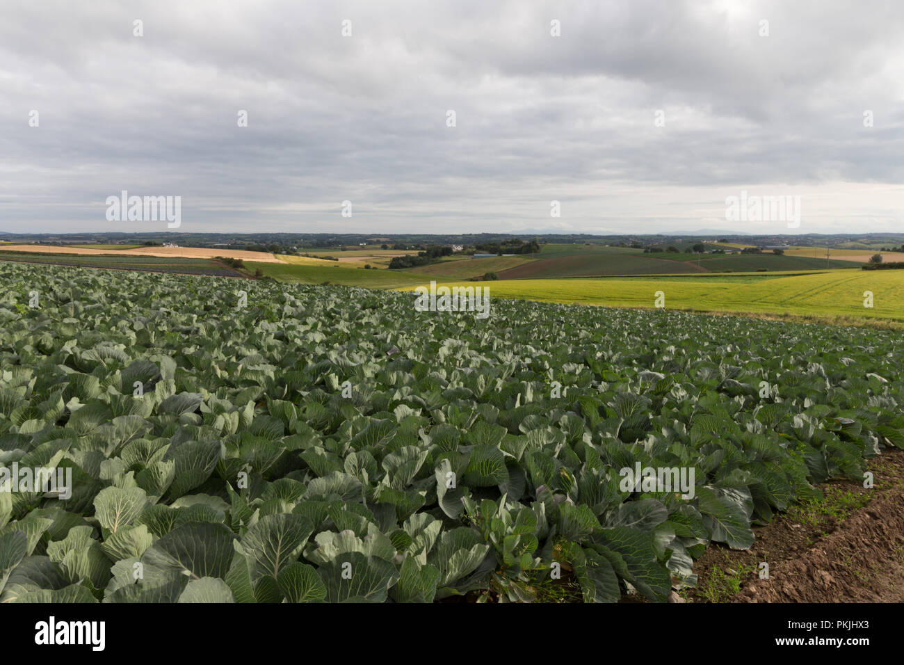Kohl, Newtownards, County Down, Nordirland. Stockfoto
