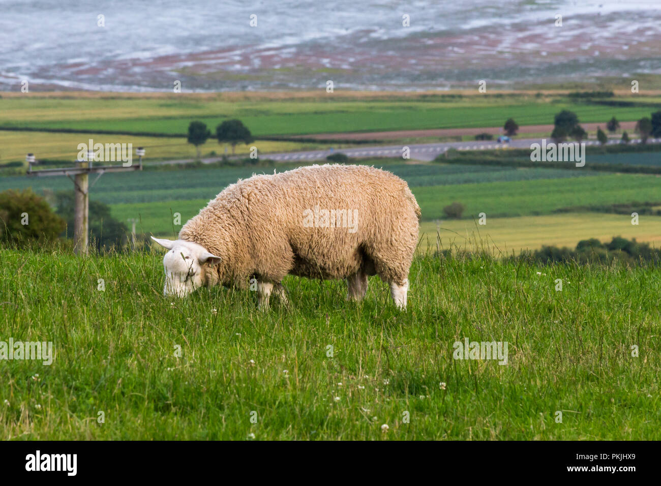 Wollige Schafe auf einem Hügel oberhalb von Strangford Lough. Newtownards, County Down, Nordirland. Stockfoto