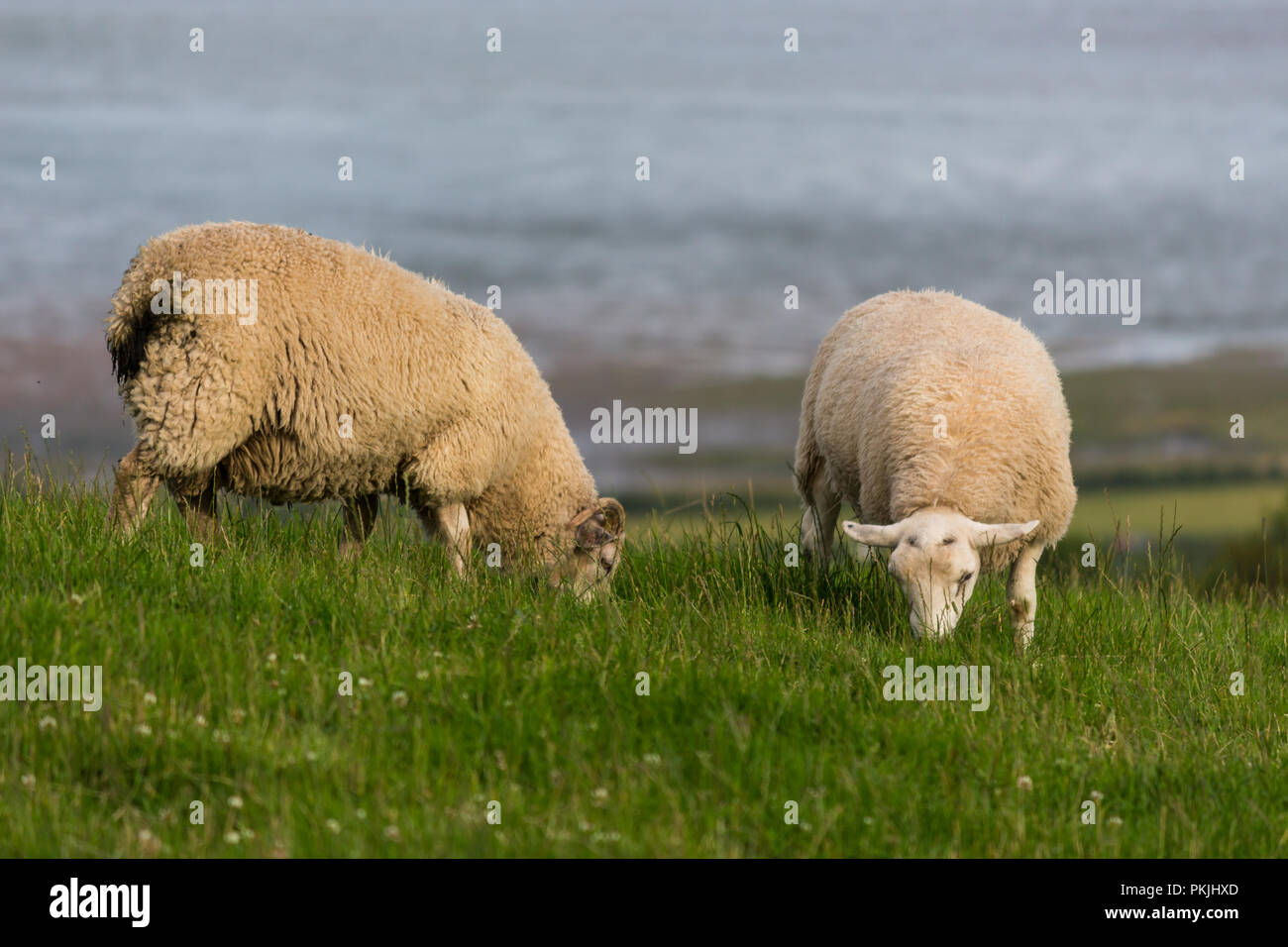 Zwei wollige Schafe auf einem Hügel oberhalb von Strangford Lough. Newtownards, County Down, Nordirland. Stockfoto