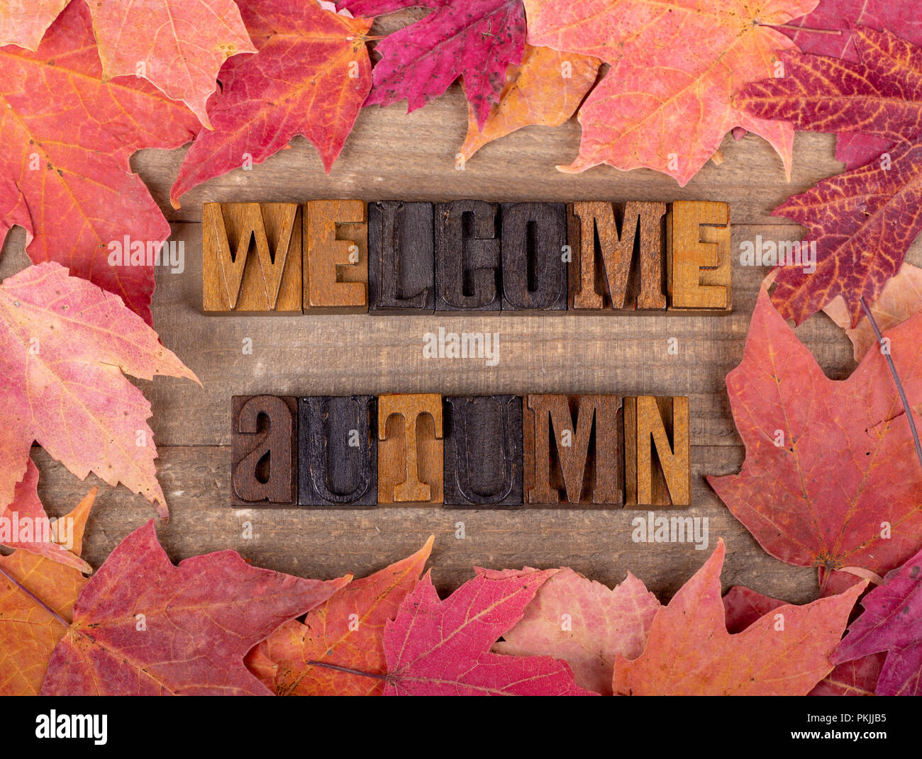 Herbst Wald Schriftzug mit einem bunten Blatt Grenze auf einer hölzernen Hintergrund Willkommen Stockfoto