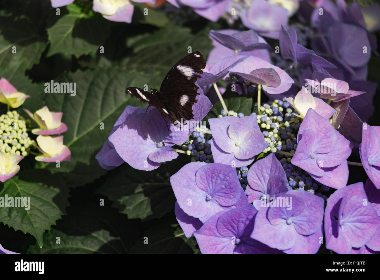 Schmetterling schwarz auf violett Hortensie Blume und grüne Blätter Stockfoto