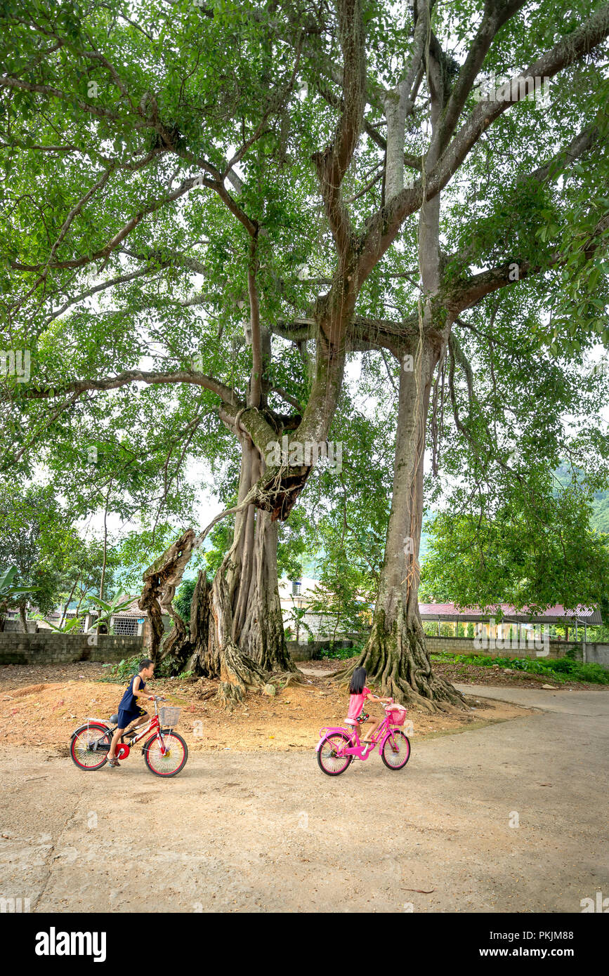 Die Kinder im Dorf mit bunten Fahrräder unter Banyan Bäume in Bac Sohn Bezirk, Lang Son Provinz, Vietnam Stockfoto