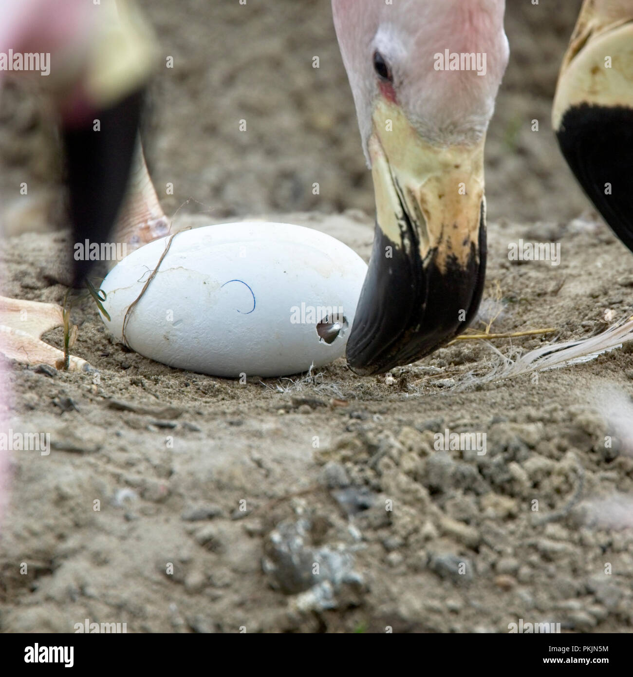 Flamingo Ei Stockfotos Und Bilder Kaufen Alamy