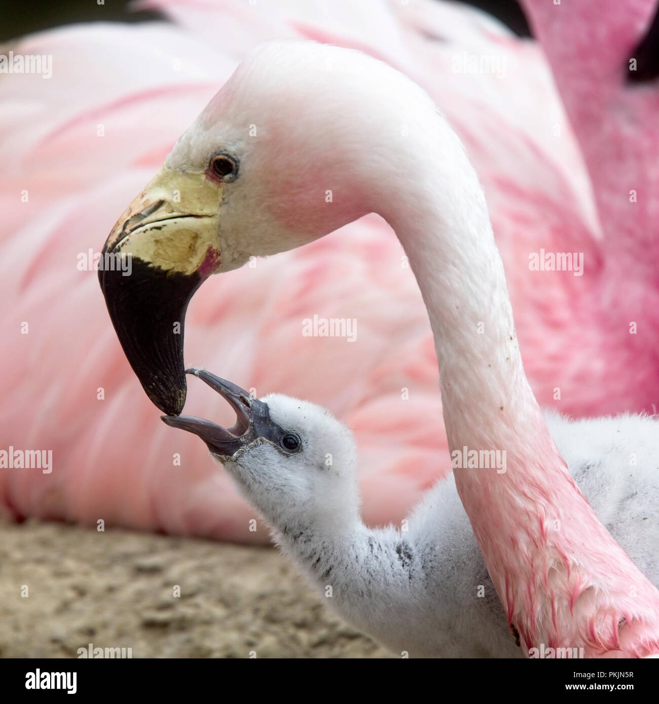 Ein Elternteil Fütterung ein Küken, captive Anden Flamingos, Slimbridge WWT Zentrum, Gloucestershire, England, UK. Stockfoto