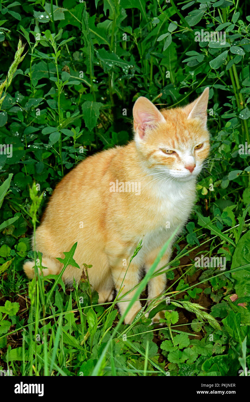 Ein selbst-Inhalt orange tabby Katze sitzt am Rand von einem Bereich der grünen Luzerne Stockfoto