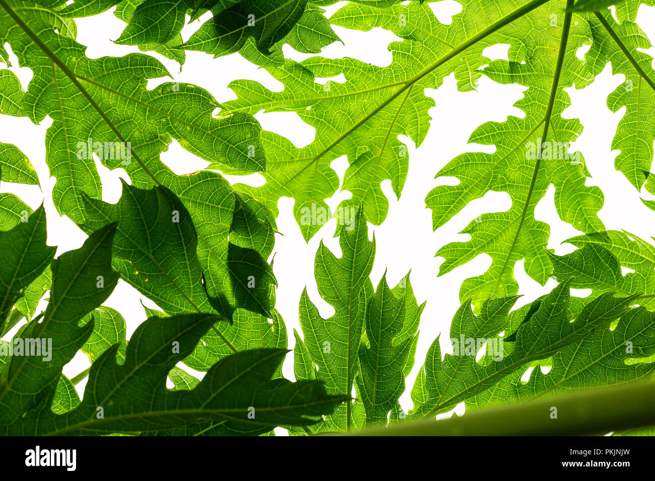 Abstrakte Blätter papaya Baum. Foto unter Baum nehmen. Stockfoto