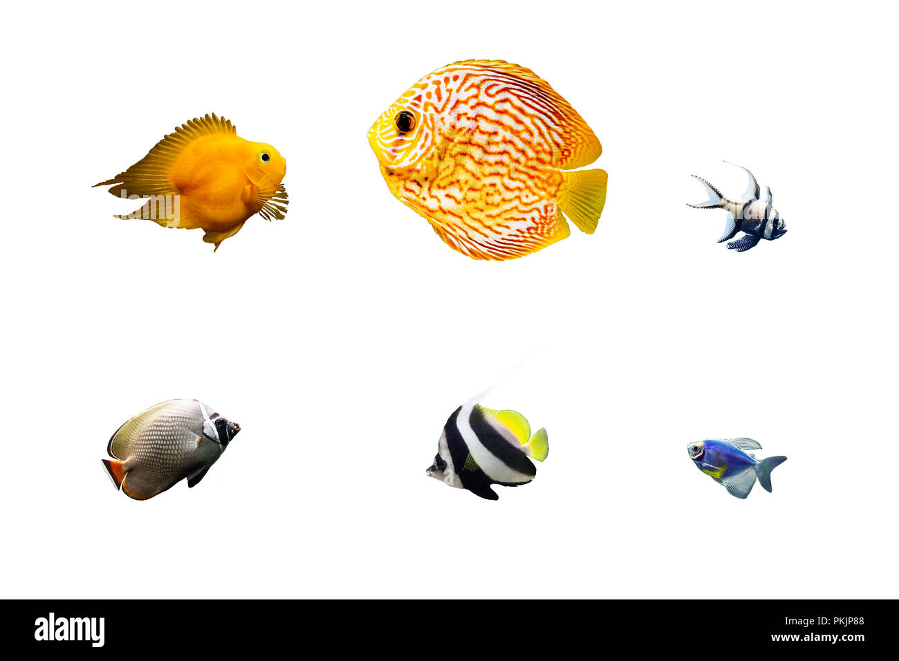 Set aus bunten tropischen Fischen auf weißem Hintergrund. Cichlid, Pompadour, cardinalfish, Falterfische, longfin wimpelfische oder Wimpel coralfish, Stockfoto
