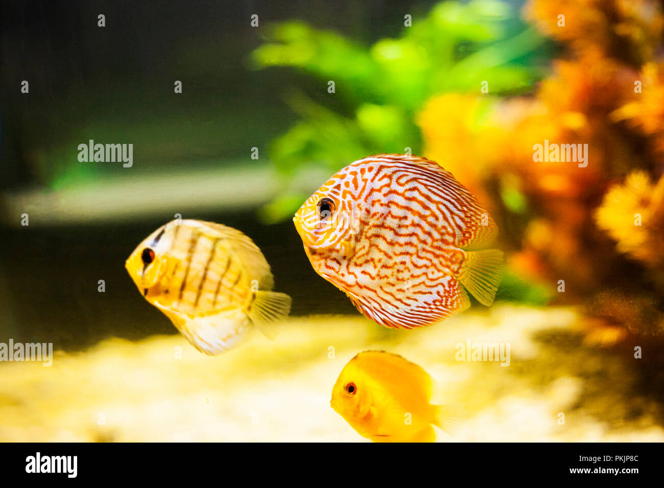 Aquarium Discus Fish Stockfotos und bilder Kaufen Alamy