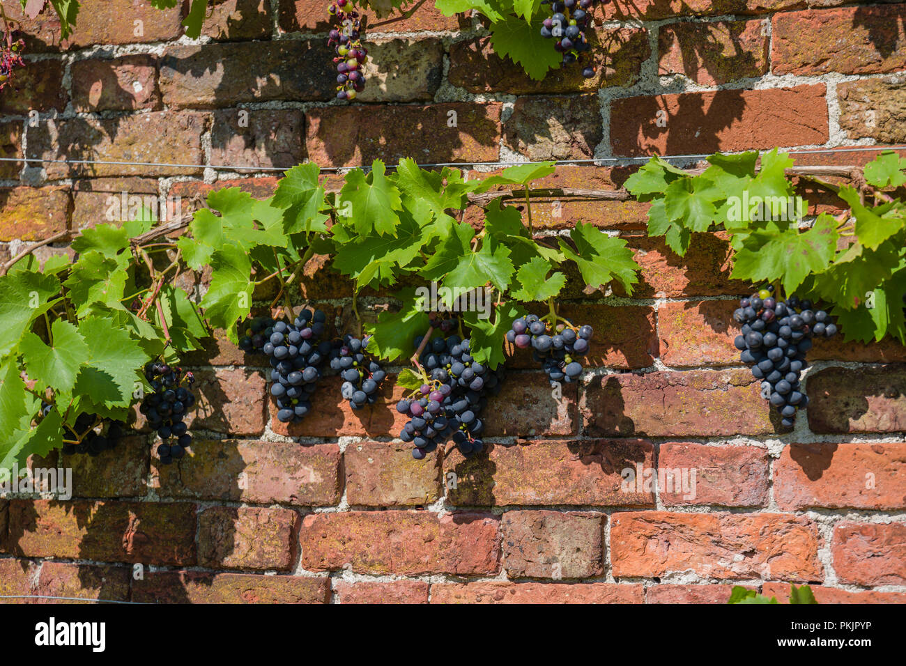 Die Trauben wachsen in einer geschützten ummauerten Garten in Großbritannien. Stockfoto