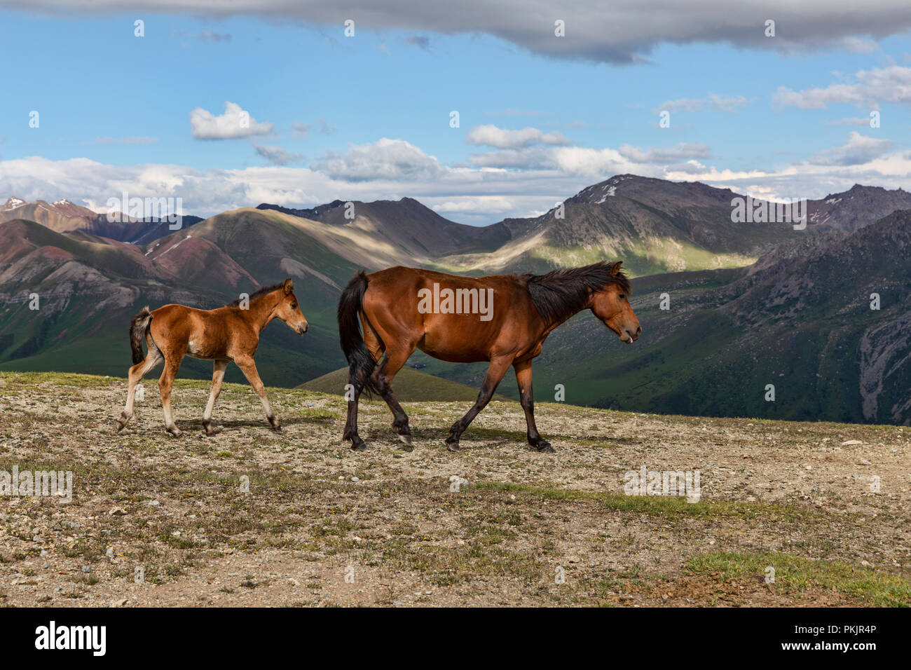 Semi-wild Kirgisischen Pferde auf 3.332 m Jyrgalan Keskenkyia Schleife, Trek, Jyrgalan, Kirgisistan Stockfoto