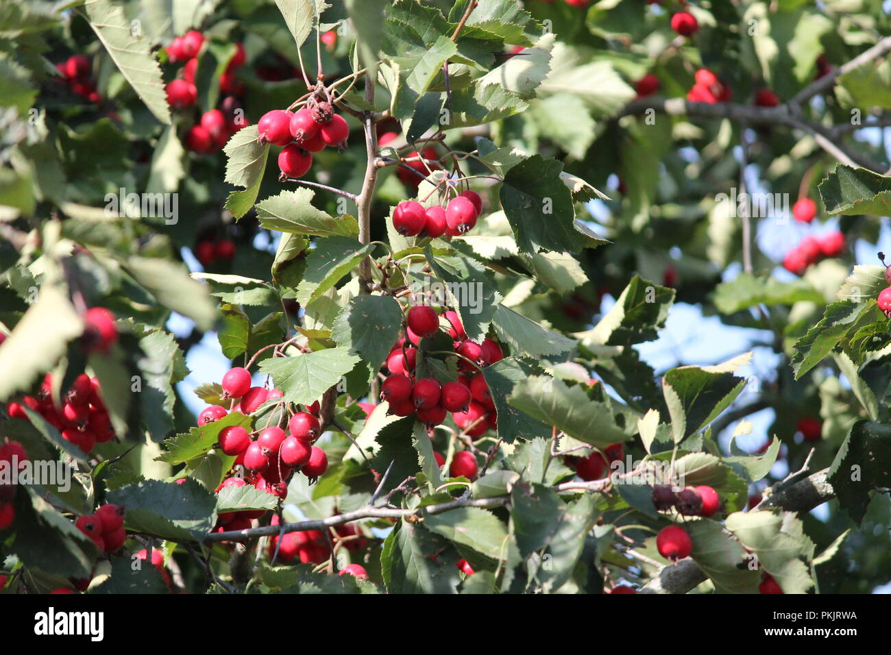 Helle rote reife saftige süße Beere von wilden Hawthorn hängen am Baum in warmen Herbst Tag Stockfoto