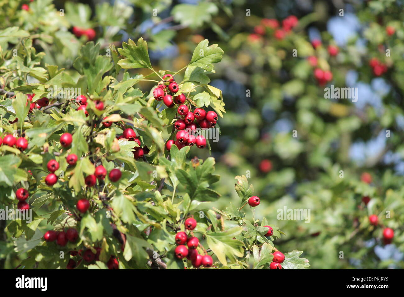 Helle rote reife saftige süße Beere von wilden Hawthorn hängen am Baum in warmen Herbst Tag Stockfoto