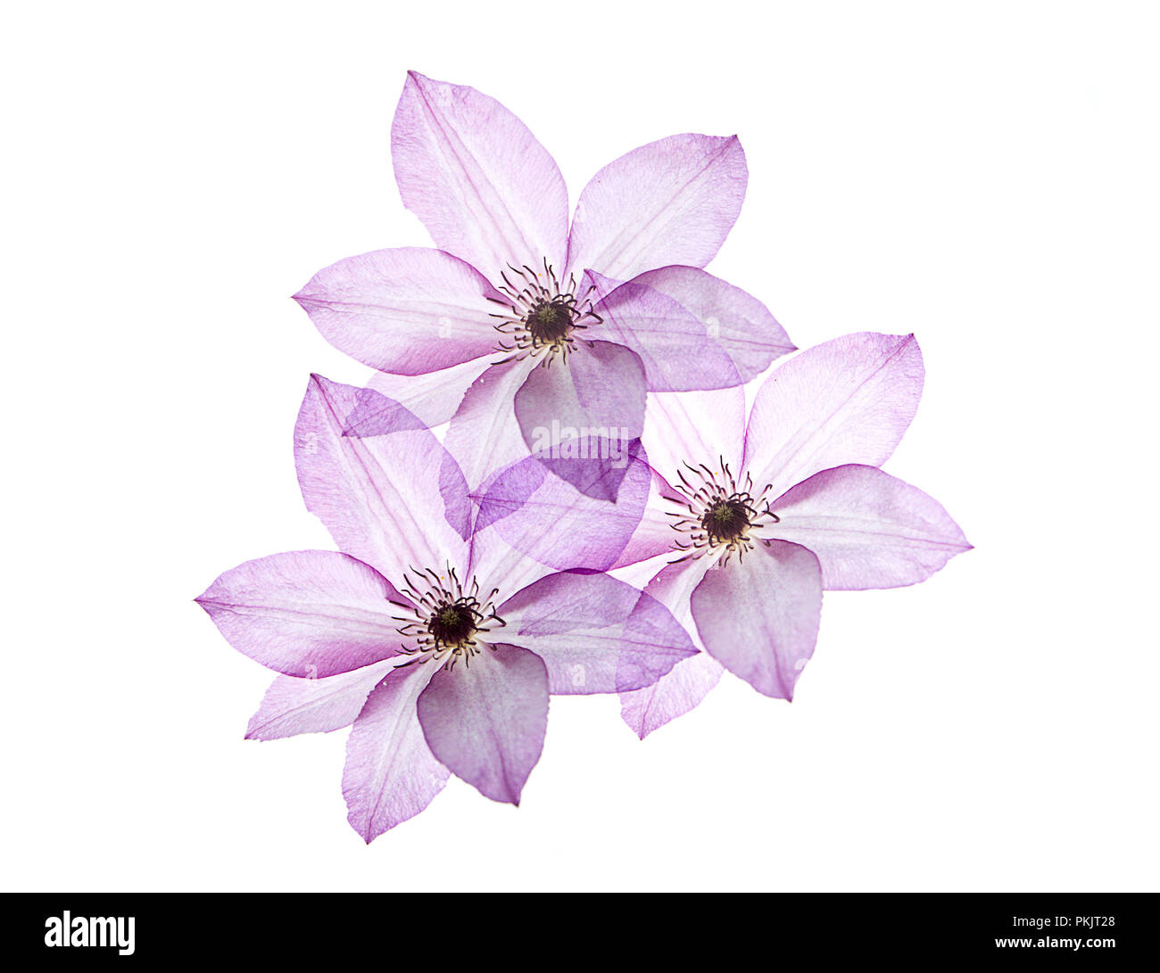 C; ematis Omoshiro Stockfoto