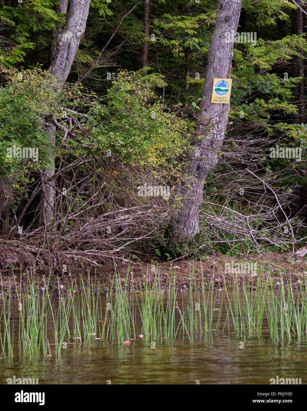 Eine Adirondack, New York Forest Preserve Schild an einem Baum am Rande der Wüste Teich oder See in der Wildnis. Stockfoto