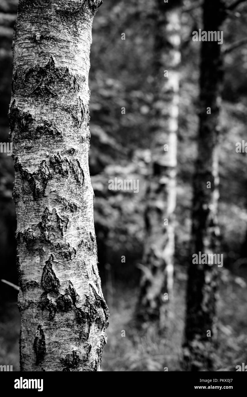 Natürliche Wälder UK Stockfoto