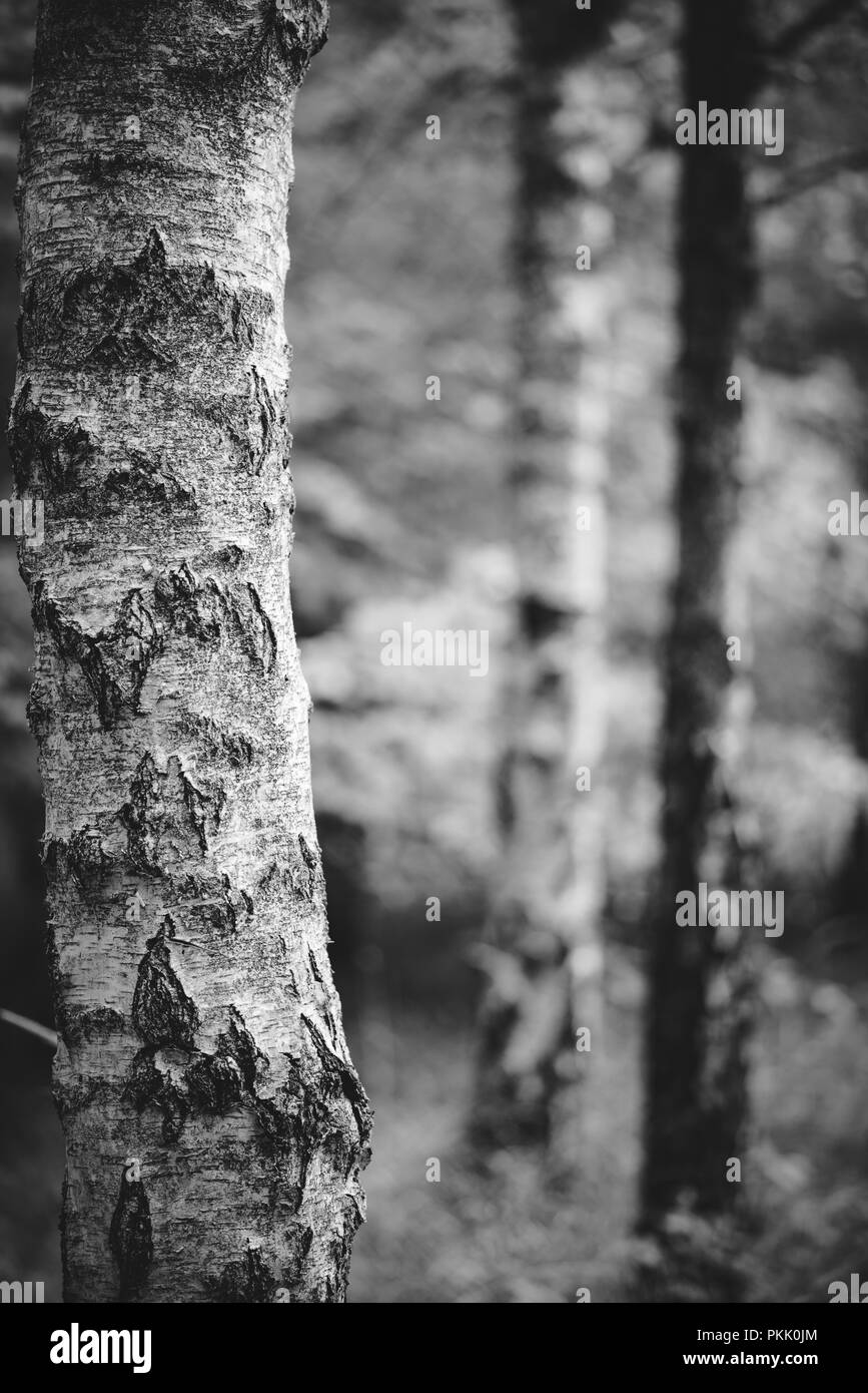 Natürliche Wälder UK Stockfoto