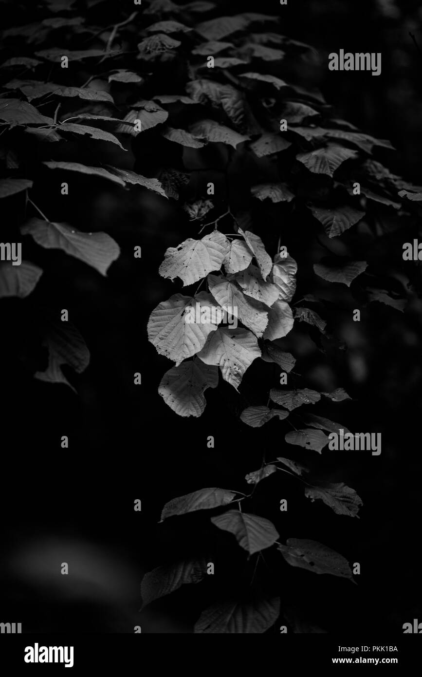 Blätter im Herbst, Natürliche Wälder Stockfoto