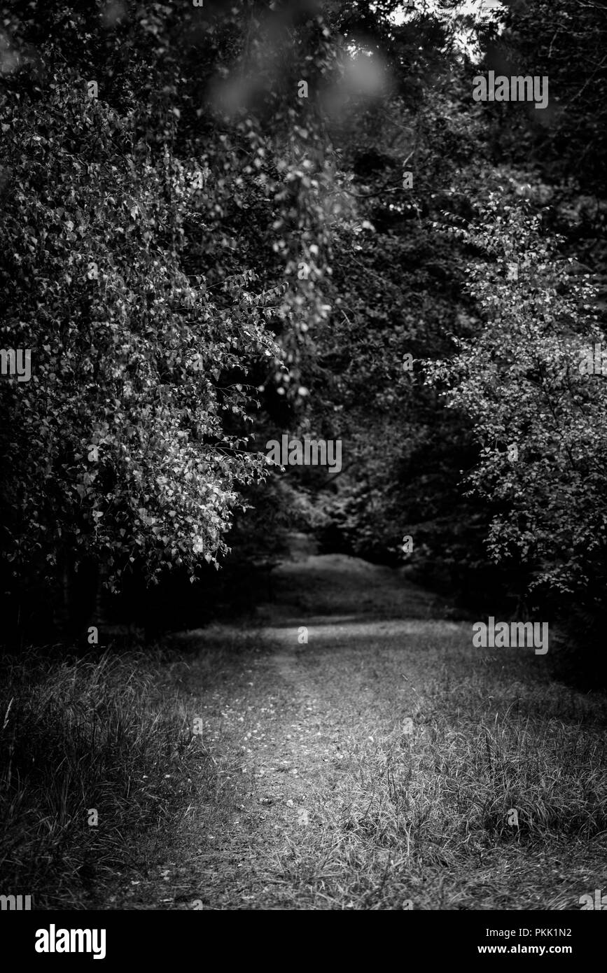 Wald von Bäumen gesäumten Pfad, Natürliche Wälder Stockfoto