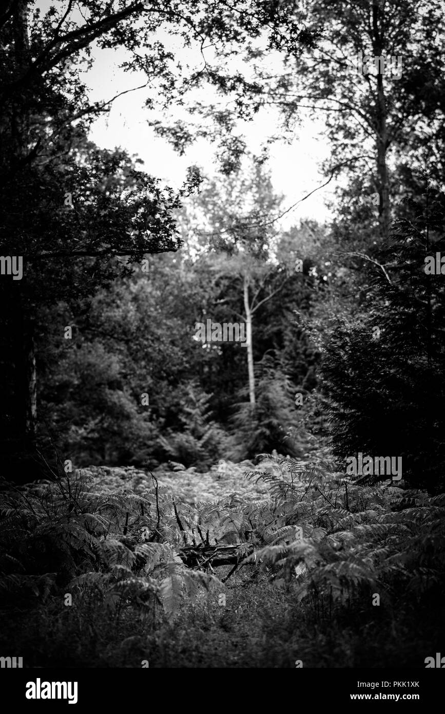 Farne wachsen in einer Lichtung, Natürliche Wälder Stockfoto