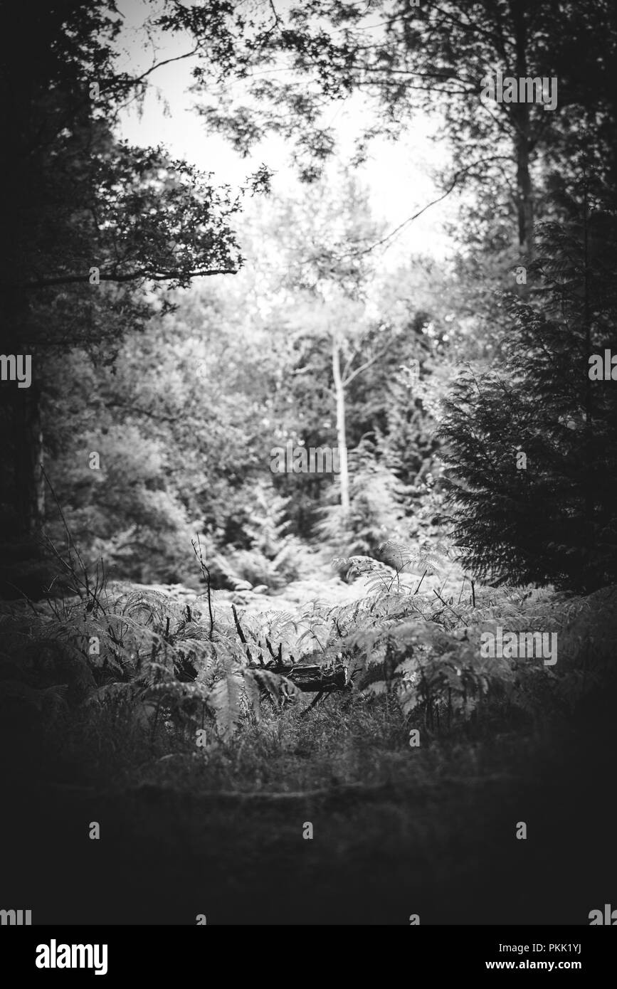 Farne wachsen in einer Lichtung, Natürliche Wälder Stockfoto