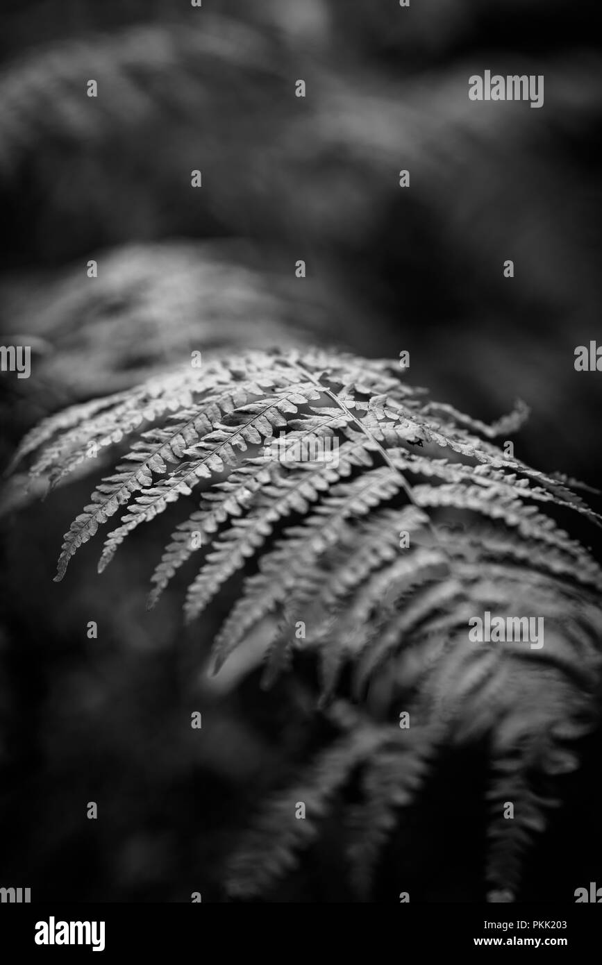 Farn, natürlichen Wald Stockfoto