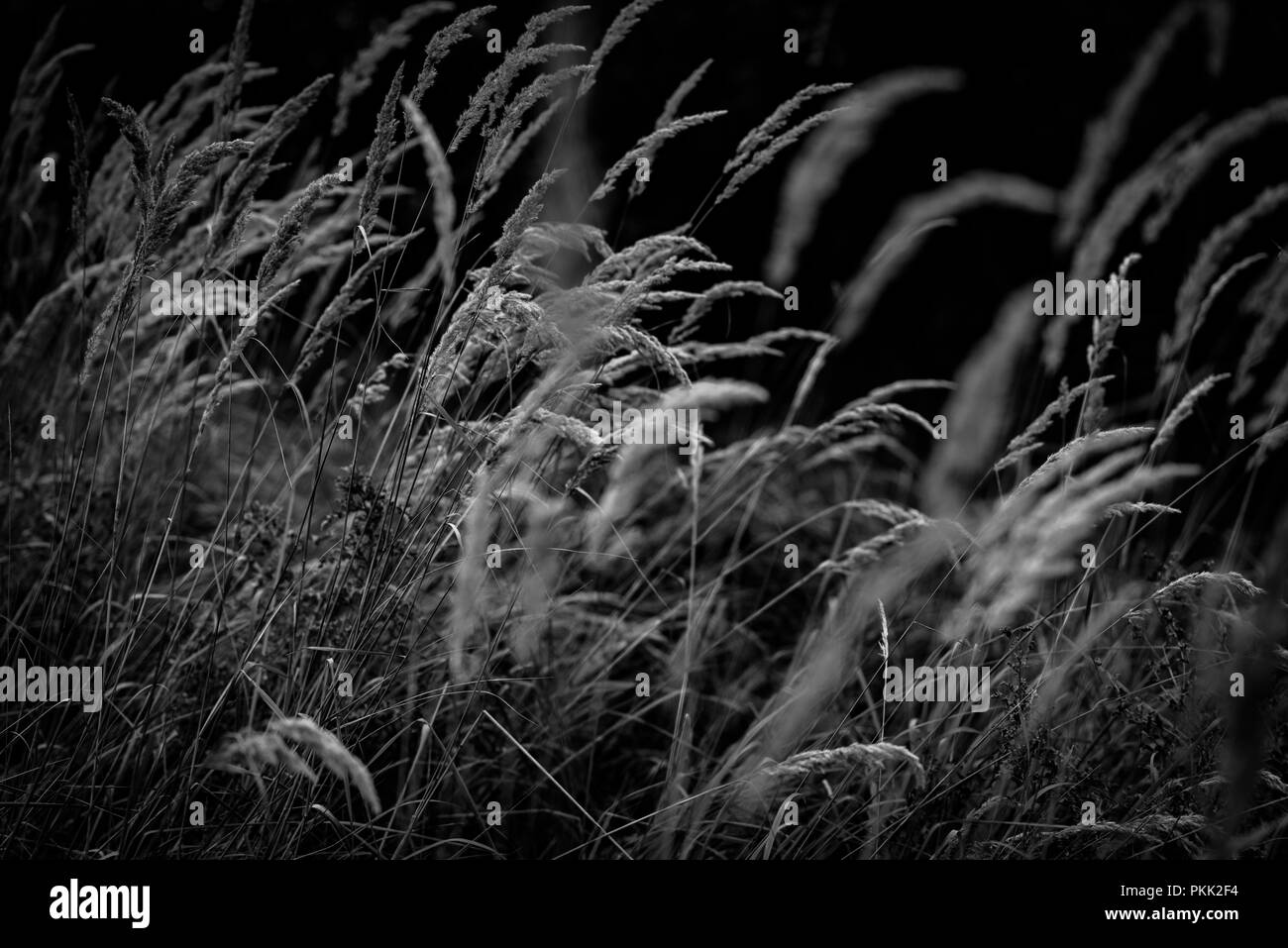 Wildes Gras um einen natürlichen Waldgebieten. Stockfoto