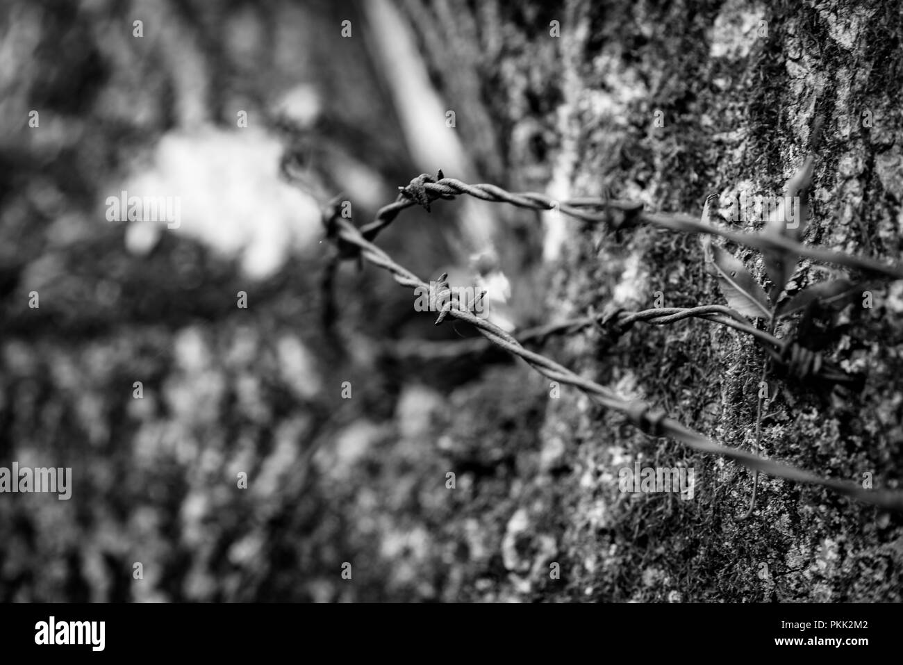 Alte landwirtschaftliche Stacheldraht, natürlichen Wald Stockfoto