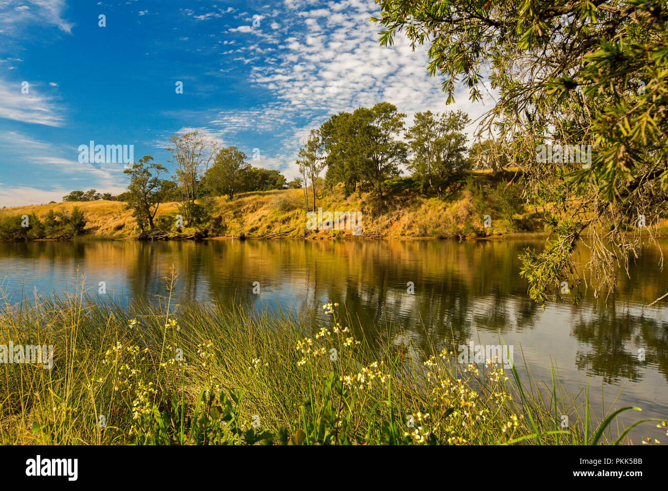 Atemberaubende australische Landschaft mit ruhigen blauen Wassern des Manning River durch goldene Gräser, Wildblumen und einheimische Bäume unter blauem Himmel gesäumt - Wingham NSW Stockfoto