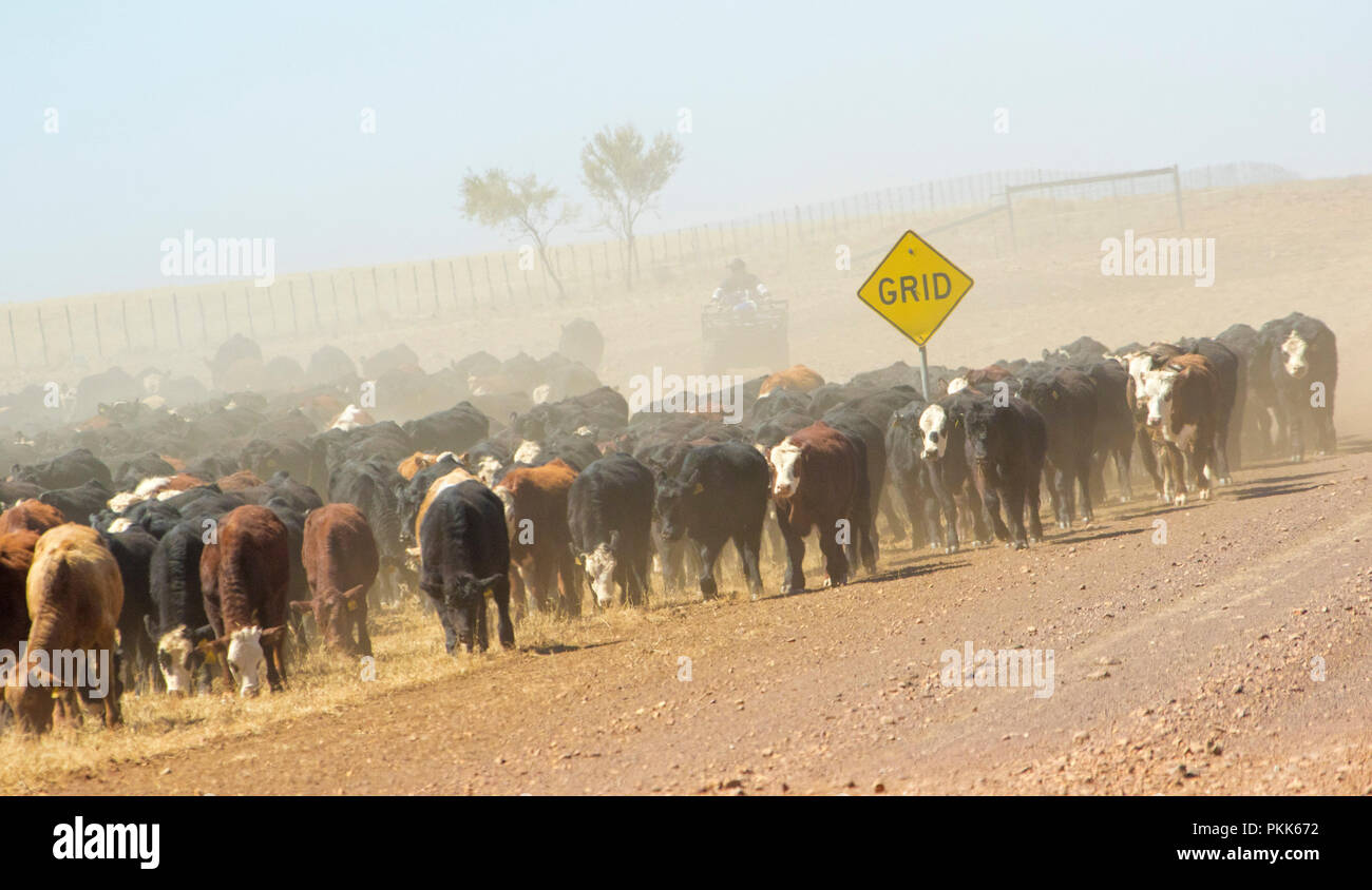 Frau auf Quad, eingehüllt in Staub und durch die Hunde, Rinder droving entlang lieferbar Wege und Straßen im Hinterland bei Dürre in Australien Stockfoto