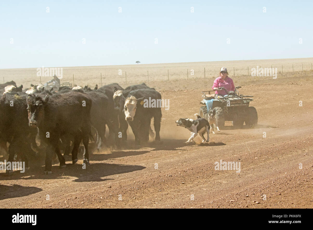 Frau auf Quad, eingehüllt in Staub und durch die Hunde, Rinder droving entlang lieferbar Wege und Straßen im Hinterland bei Dürre in Australien Stockfoto