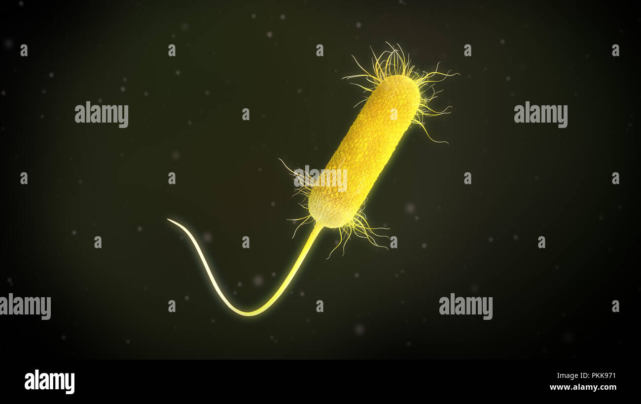 3D-Darstellung eines Pseudomonas Aeruginosa Bakterien Stockfoto