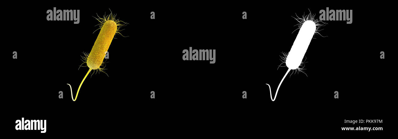 3D-Darstellung eines Pseudomonas Aeruginosa Bakterien Stockfoto