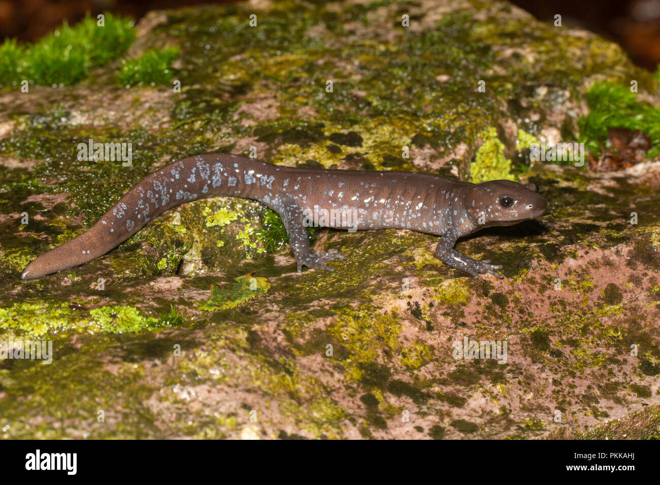 Von Jefferson Salamander auf einen bunten Rock - Ambystoma jeffersonianum Stockfoto