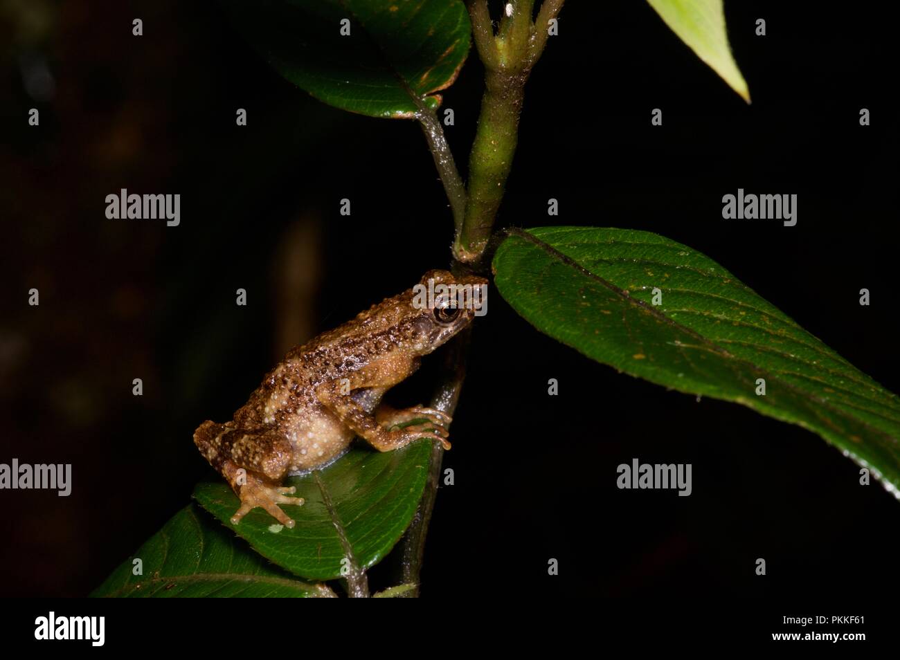 Ein Kinabalu schlanke Kröte (Ansonia hanitschi) auf ein Blatt in der Nacht im Kinabalu Park, Sabah, Malaysia, Borneo Stockfoto