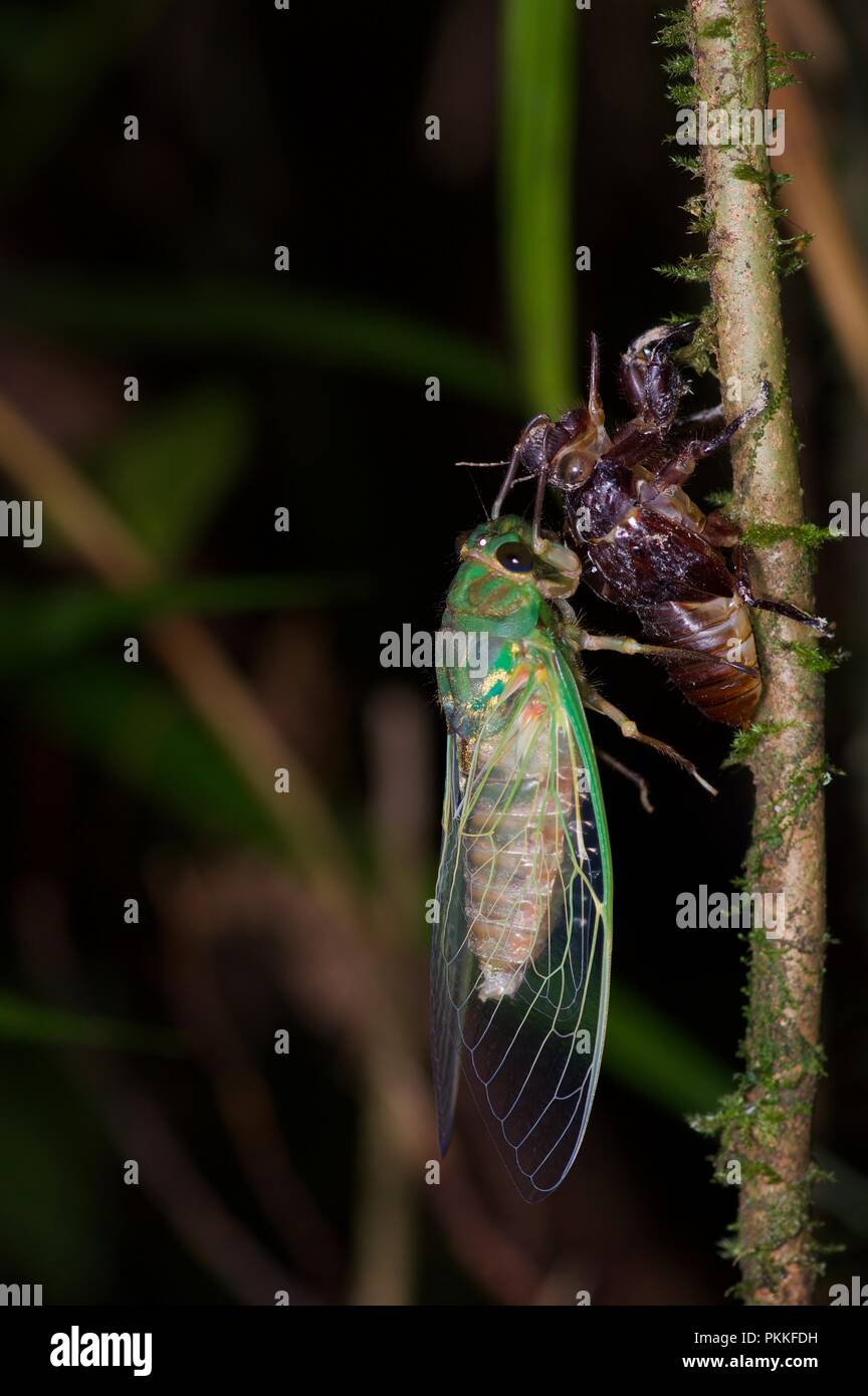 Ein erwachsener Zikade ergibt sich aus den Schuppen der Haut einer Nymphe in der Kinabalu Park, Sabah, Malaysia, Borneo Stockfoto