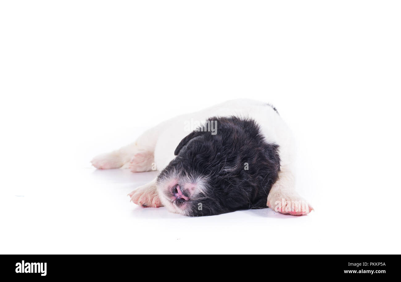 Landseer Hund vor auf weißem Hintergrund Stockfoto