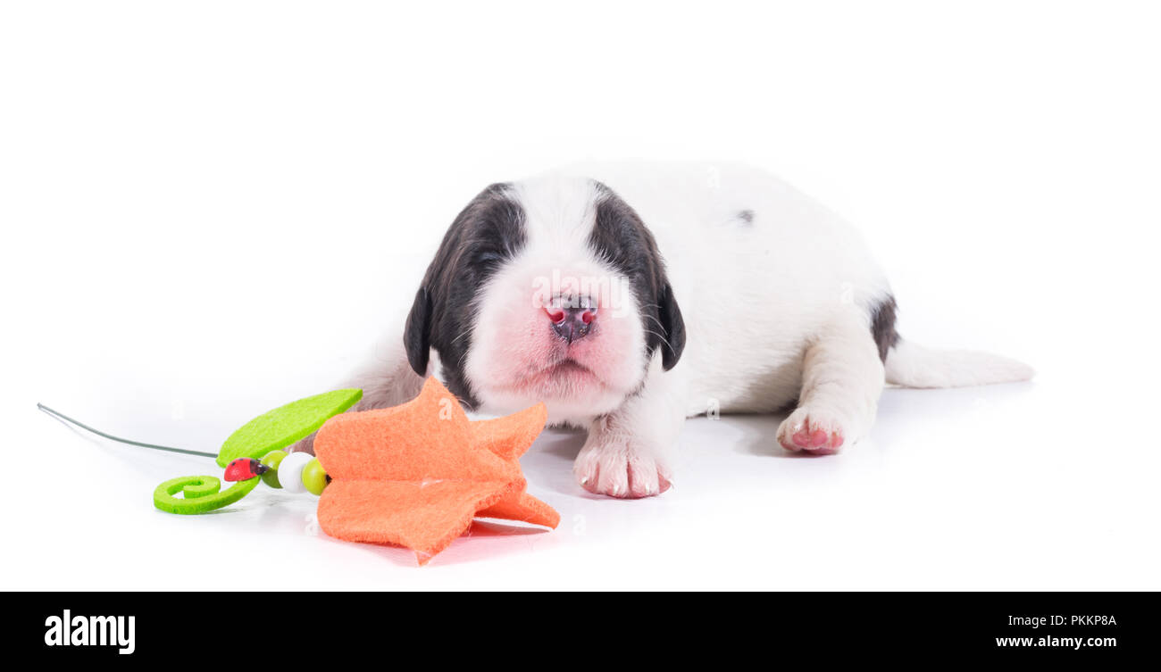 Landseer Hund vor auf weißem Hintergrund Stockfoto