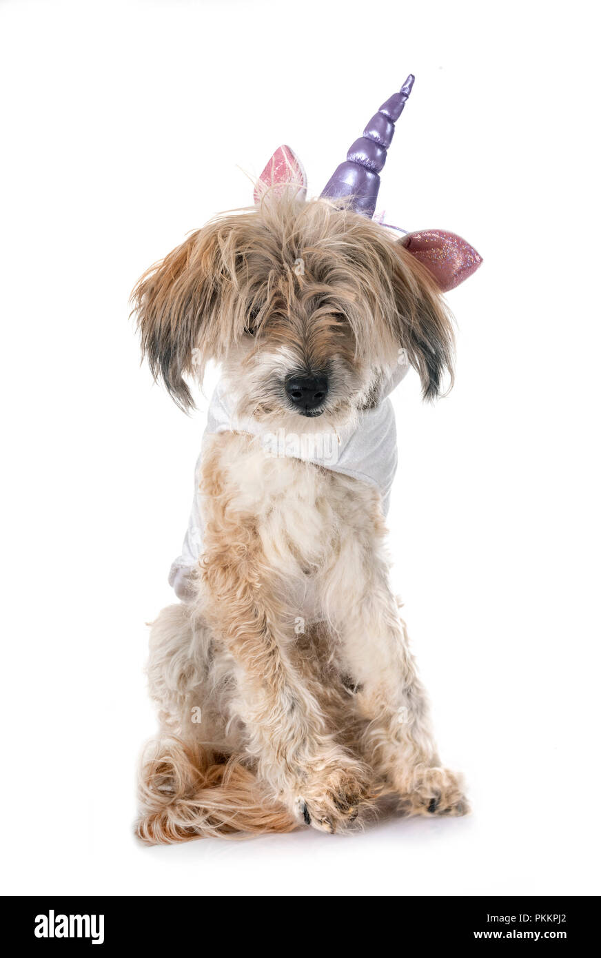 Alte Tibetische Terrier, achtzehn Jahre alt, vor weißem Hintergrund Stockfoto