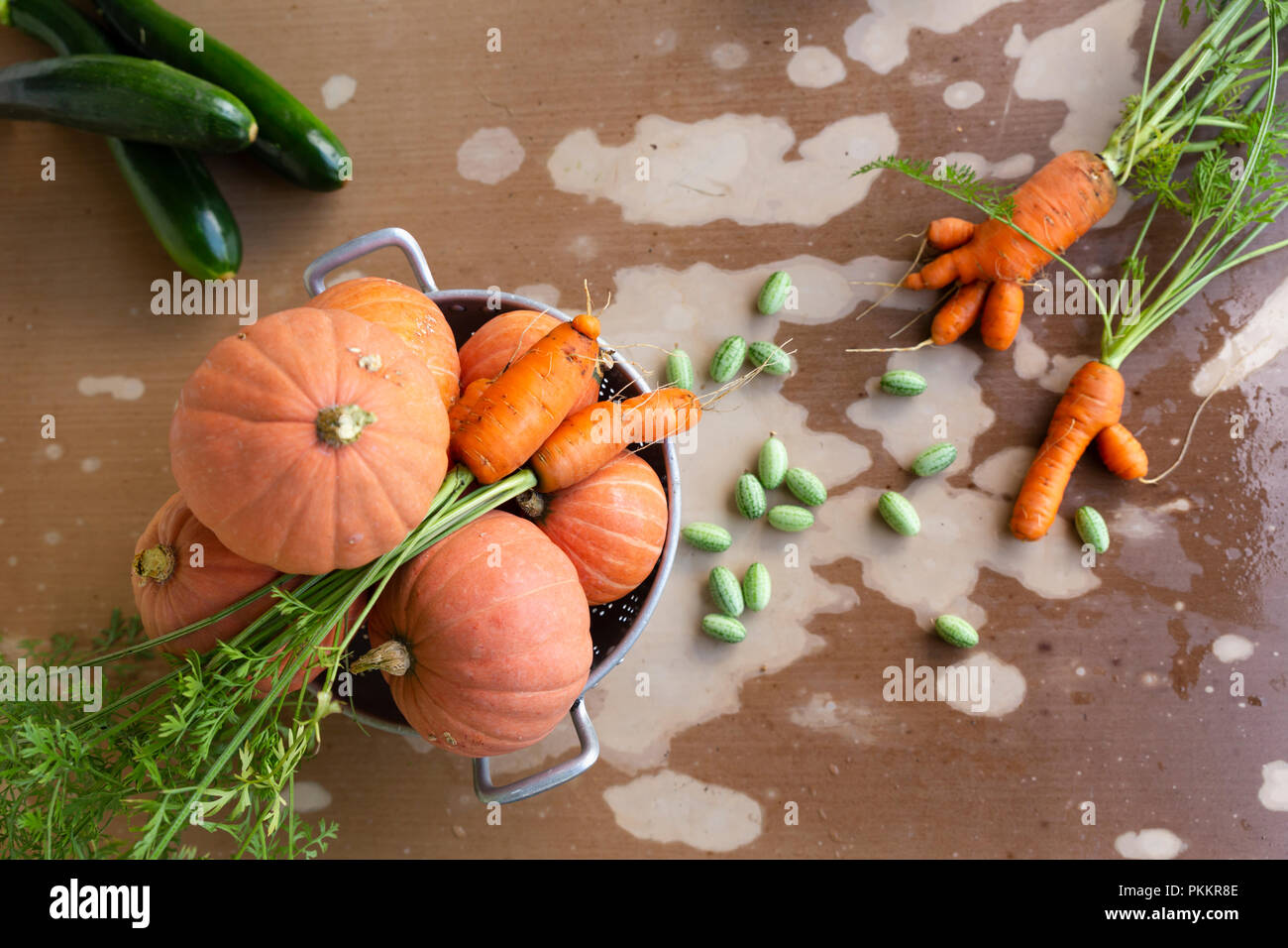 In der Nähe von frisch geernteten organische Kürbisse, Zucchini, Karotten und Gurken auf einem Tisch mit abblätternde Farbe. Stockfoto