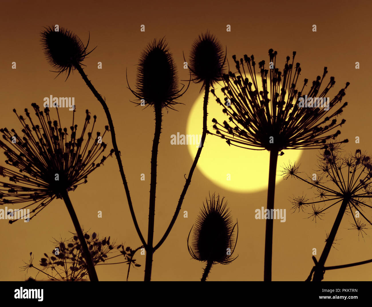 Karde, Hedge Petersilie und Allium seedhead Silhouetten bei Sonnenuntergang Stockfoto